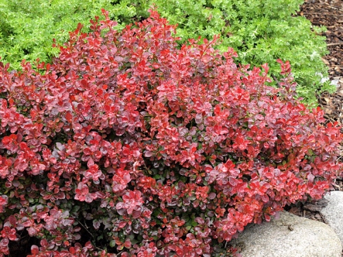 Berberis thunbergii 'Atropurpurea Nana'